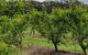 Day Tour Of Yarra Valley Puffing Billy And Rayners Orchard - thumb 49