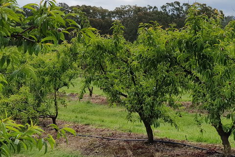 Day Tour Of Yarra Valley Puffing Billy And Rayners Orchard - Attractions 49