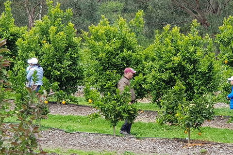 Day Tour Of Yarra Valley Puffing Billy And Rayners Orchard - Attractions 34