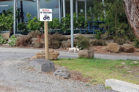 Day Tour Of Yarra Valley Puffing Billy And Rayners Orchard - Attractions 2