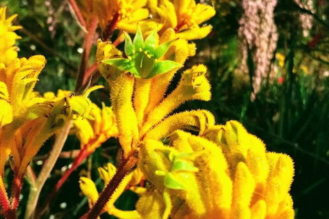 Spring Wildflower (Private) Day Tours - Attractions 23