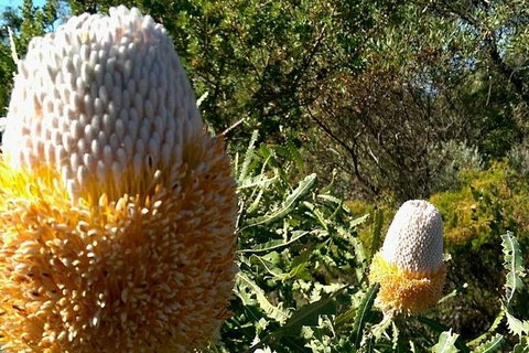 Spring Wildflower (Private) Day Tours - Attractions 37