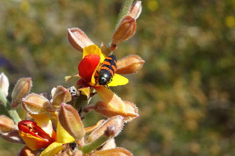 Spring Wildflower (Private) Day Tours - Attractions 14