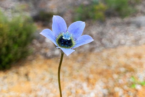 Spring Wildflower (Private) Day Tours - Attractions 46