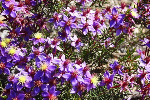 Spring Wildflower (Private) Day Tours - Attractions 2