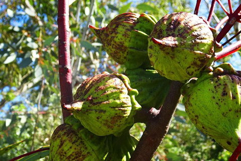 Spring Wildflower (Private) Day Tours - Attractions 38