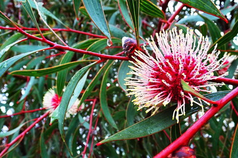 Spring Wildflower (Private) Day Tours - Attractions 44