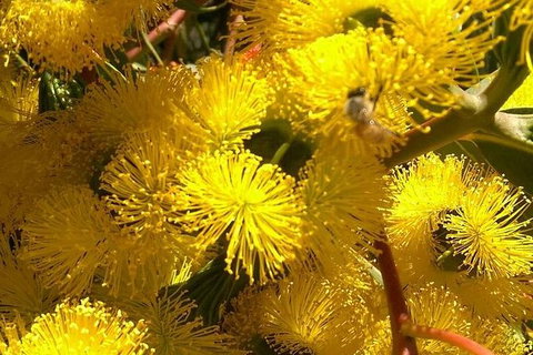 Spring Wildflower (Private) Day Tours - Attractions 31