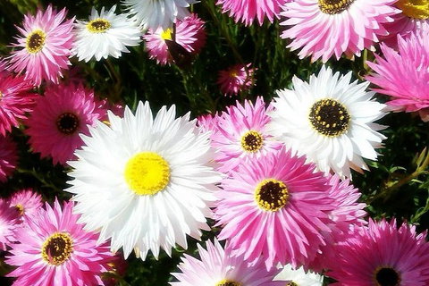 Spring Wildflower (Private) Day Tours - Attractions 21