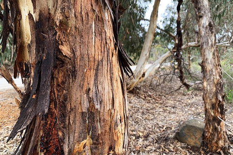 Spring Wildflower (Private) Day Tours - Attractions 13