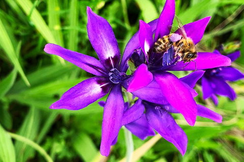 Spring Wildflower (Private) Day Tours - Attractions 34