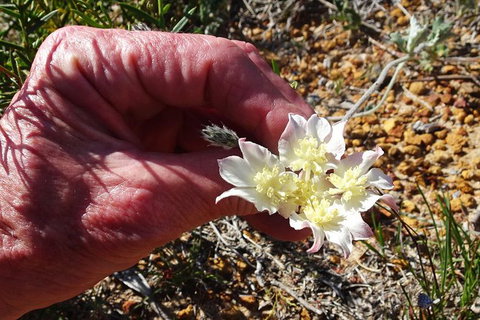 Spring Wildflower (Private) Day Tours - Attractions 6