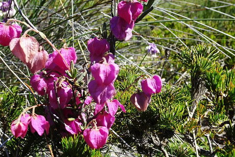 Spring Wildflower (Private) Day Tours - Attractions 43