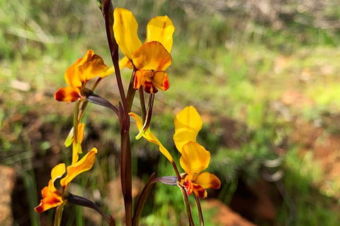 Spring Wildflower (Private) Day Tours - Attractions 19