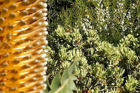 Spring Wildflower (Private) Day Tours - Attractions 33