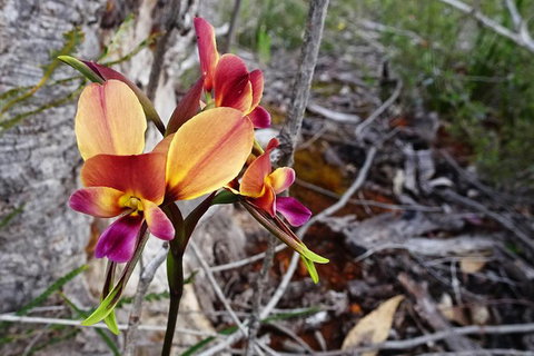 Spring Wildflower (Private) Day Tours - Attractions 45