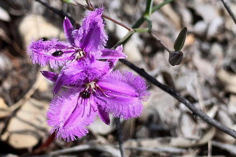 Spring Wildflower (Private) Day Tours - Attractions 39
