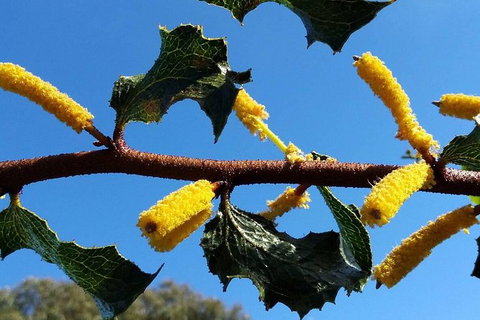 Spring Wildflower (Private) Day Tours - Attractions 1