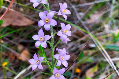Spring Wildflower (Private) Day Tours - Attractions 40