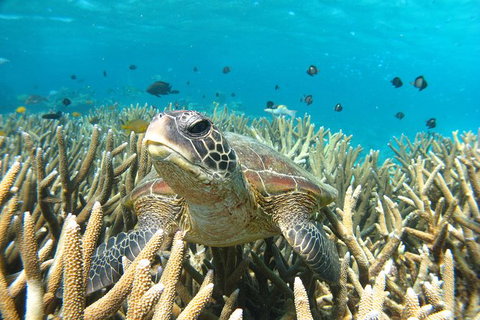 Coral Bay 3-Hour Turtle Ecotour - Attractions Las Vegas 0