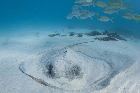 Coral Bay 3-Hour Turtle Ecotour - Attractions Las Vegas 2