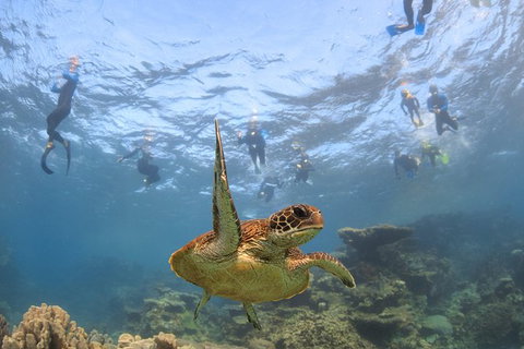 Coral Bay 3-Hour Turtle Ecotour - Attractions Las Vegas 4