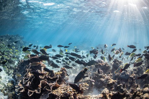 Coral Bay 3-Hour Turtle Ecotour - Attractions Las Vegas 5