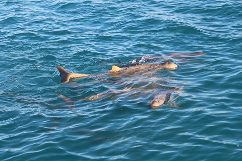 Roebuck Bay Snubfin Dolphin Cruise - Attractions 2