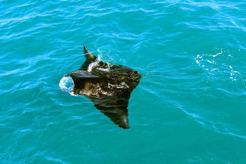 Roebuck Bay Snubfin Dolphin Cruise - Attractions 3