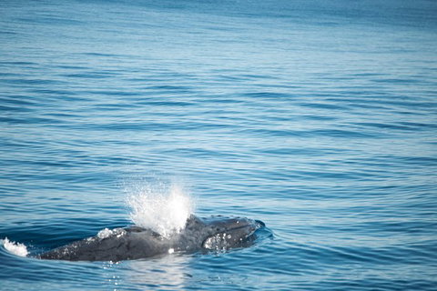 Humpback Whale Safari - Attractions 4
