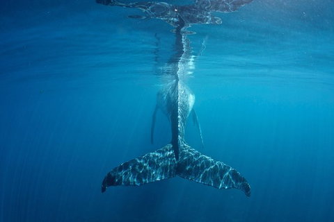 Humpback Whale Safari - Attractions 5