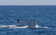 Humpback Whale Safari - thumb 3