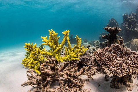 Coral Bay 1-Hour Coral Viewing - Attractions 4