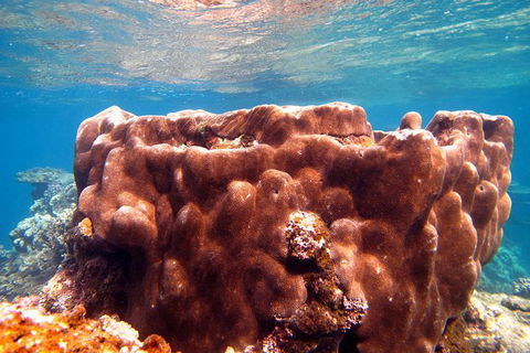 Coral Bay 1-Hour Coral Viewing - Attractions 5