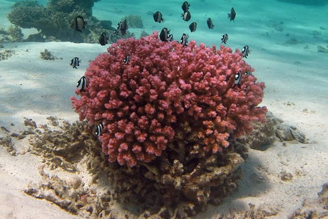Coral Bay 1-Hour Coral Viewing - Attractions 2
