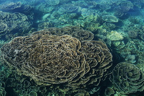 Coral Bay 1-Hour Coral Viewing - Attractions 6