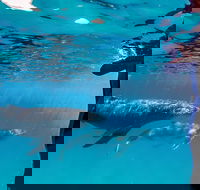 Life on Ningaloo Swimming Tour in Exmouth - Attractions