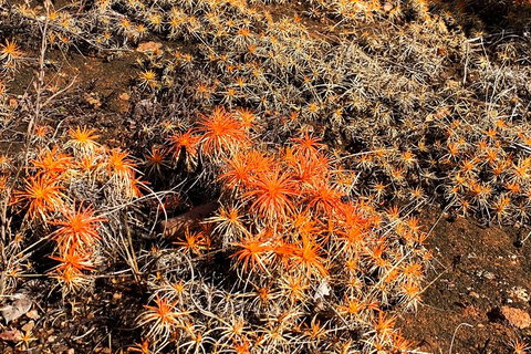 Perth Hills Explorer (Private) Day Tour - Attractions 10