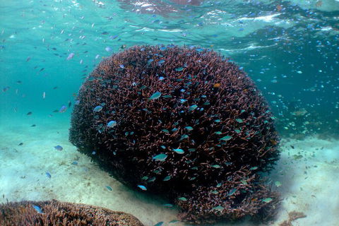 5 Night Ningaloo Reef Ningaloo Escape From Coral Bay - Attractions 3