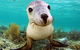 Abrolhos Islands 5 Day Tours - thumb 6