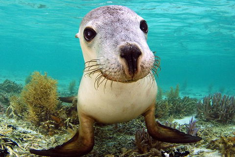 Abrolhos Islands 5 Day Tours - Attractions 6
