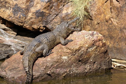 Ord River Experience With Riverside Lunch - Attractions 2