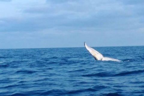Whale Watching Boat Tour In Geraldton - Attractions 0