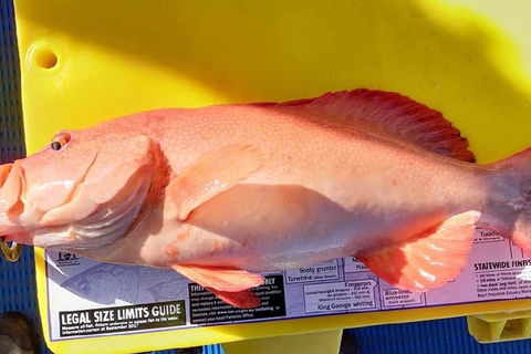 Geraldton Fishing Charter - Attractions 13