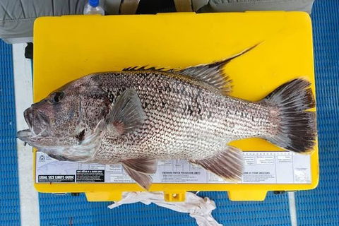 Abrolhos Islands Fishing Charter - Attractions 2