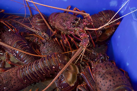 Rock Lobster Pot Pull Tour In Kalbarri - Attractions 4