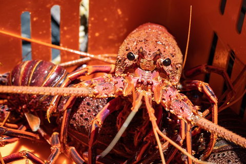 Rock Lobster Pot Pull Tour In Kalbarri - Attractions 3