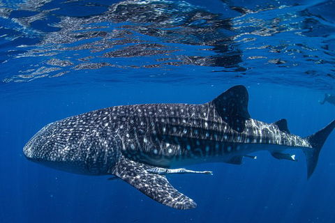 Full-Day Whale Sharks Swimming Experience On Ningaloo Reef - Attractions 10