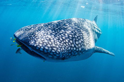 Full-Day Whale Sharks Swimming Experience On Ningaloo Reef - Attractions 9