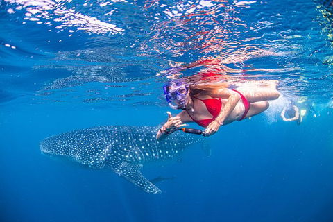 Full-Day Whale Sharks Swimming Experience On Ningaloo Reef - Attractions 0